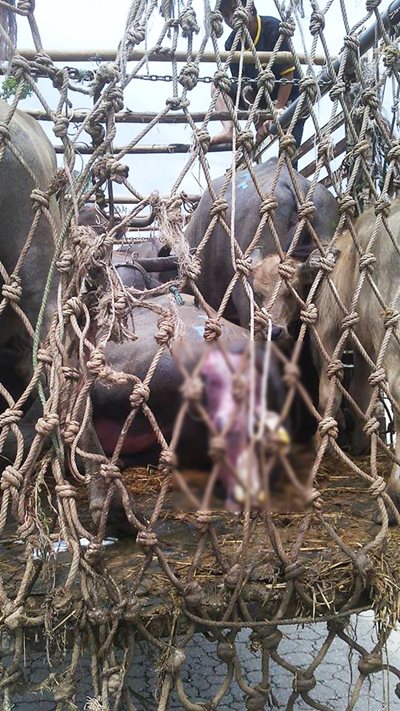 กระบือคลอดลูก