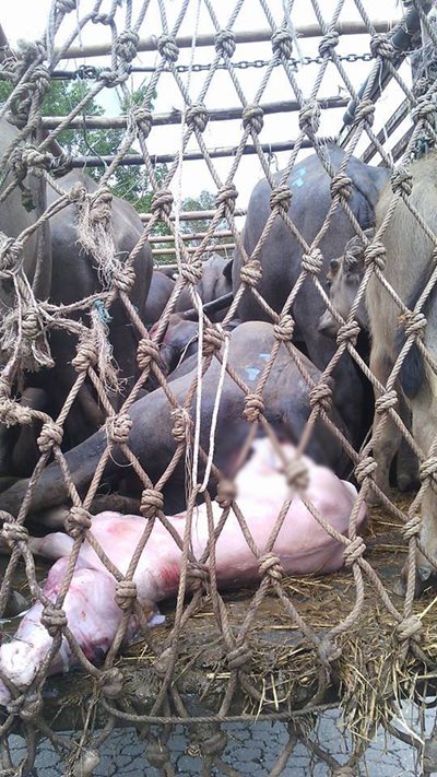 กระบือคลอดลูก