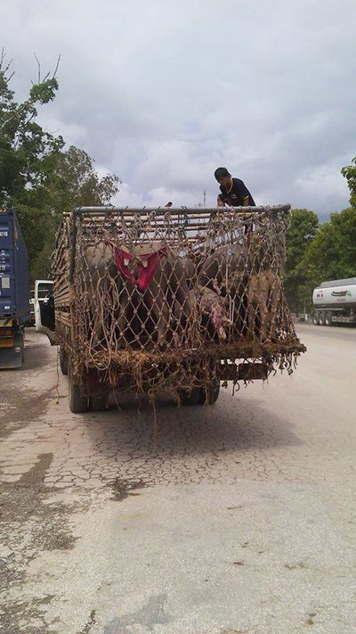 กระบือคลอดลูก