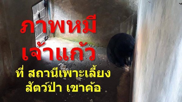 เจ้าแก้ว หมีควายทำร้ายคนเมา