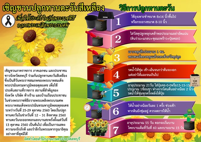 ชวนคนไทยปลูกดอกดาวเรือง ให้เหลืองสะพรั่งทั่วแผ่นดิน รำลึกรัชกาลที่ 9