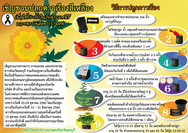 ชวนคนไทยปลูกดอกดาวเรือง ให้เหลืองสะพรั่งทั่วแผ่นดิน รำลึกรัชกาลที่ 9