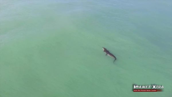 จระเข้ ภูเก็ต