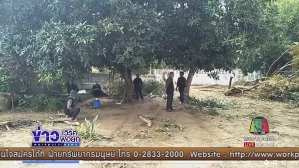 ตัดไม้หวงห้าม