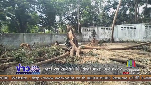 ตัดไม้หวงห้าม