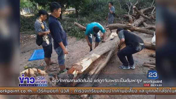 ตัดไม้หวงห้าม