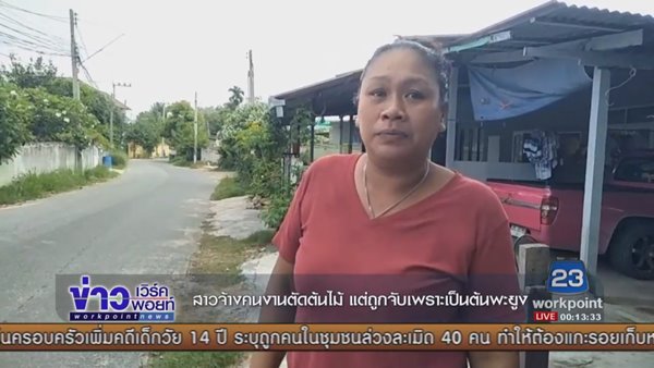 ตัดไม้หวงห้าม