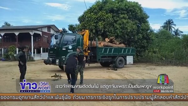 ตัดไม้หวงห้าม