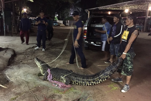 จระเข้ ภูเก็ต