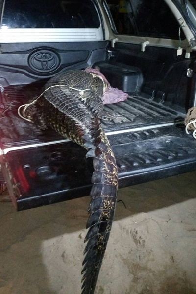 จระเข้ ภูเก็ต