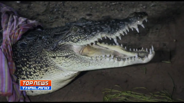 จระเข้ ภูเก็ต