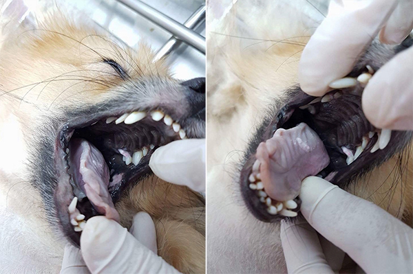 นักศึกษาแพทย์ฆ่าหมาเอาเงินประกัน