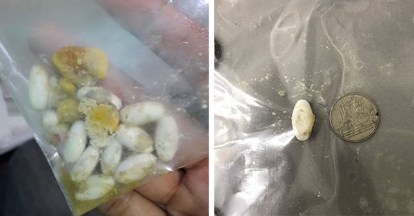 นักศึกษาแพทย์ฆ่าหมาเอาเงินประกัน