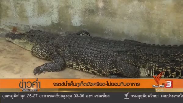 จระเข้ภูเก็ต