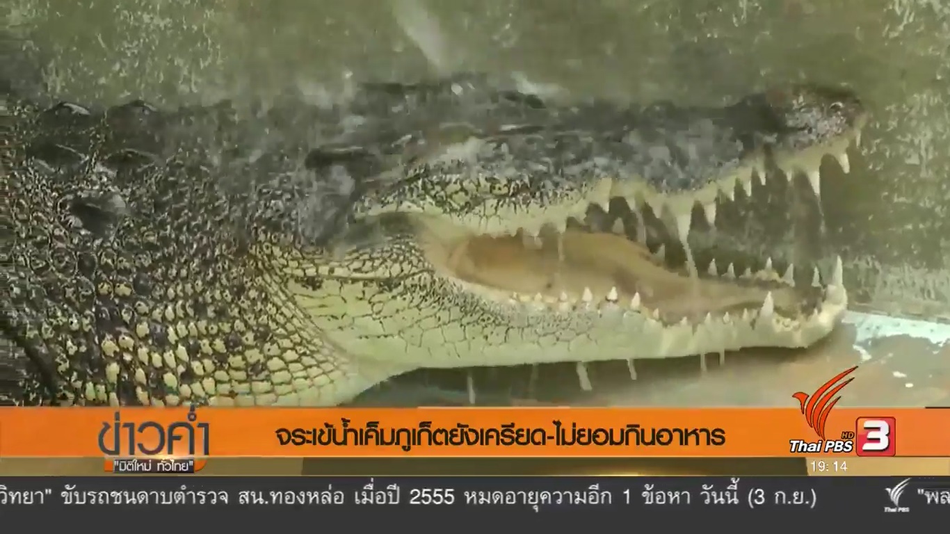 จระเข้ภูเก็ต