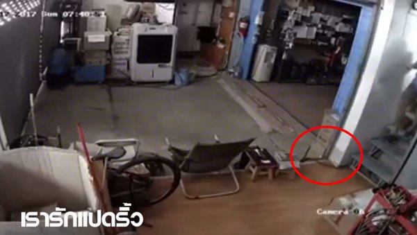 งูเข้าบ้าน