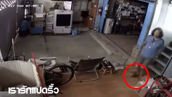 งูเข้าบ้าน