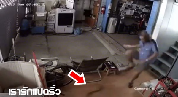 งูเข้าบ้าน