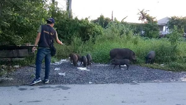 หมูป่าใต้ทางด่วน