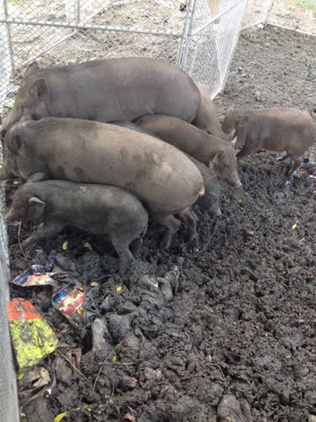 หมูป่าใต้ทางด่วน