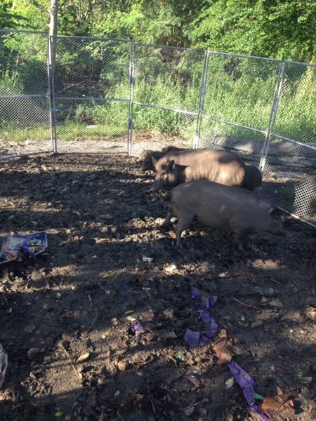 หมูป่าใต้ทางด่วน