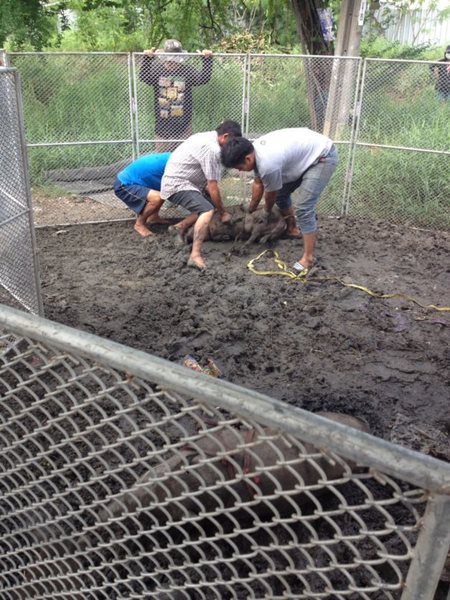 หมูป่าใต้ทางด่วน