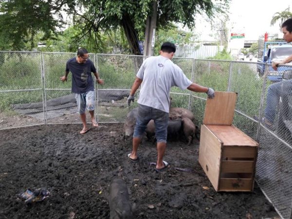 หมูป่าใต้ทางด่วน