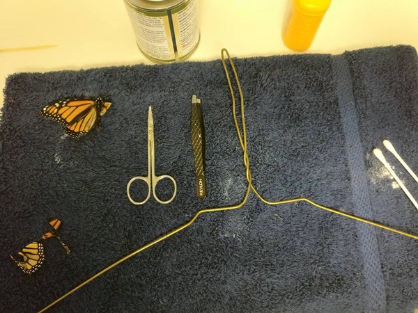 ช่วยผีเสื้อปีกแหว่ง