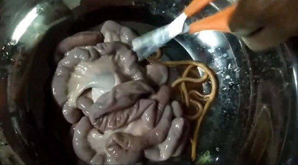 พยาธิในไส้หมู