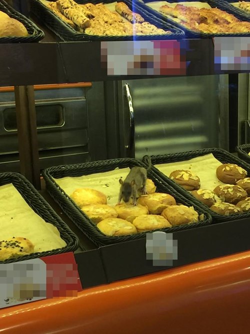 หนูในร้านขนม