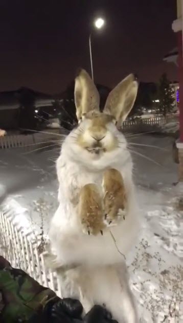 สัตว์แข็งตาย