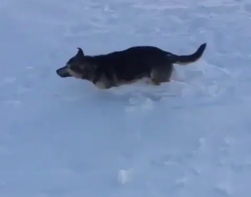 สัตว์แข็งตาย