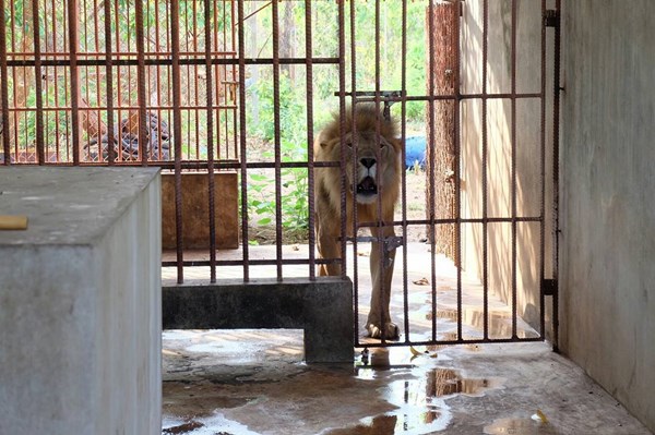 สัตว์ป่าวัดเสือ 