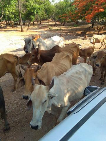 สัตว์ป่าวัดเสือ 