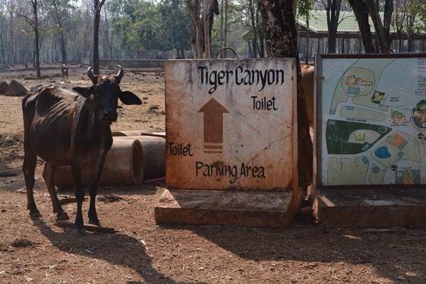 สัตว์ป่าวัดเสือ 