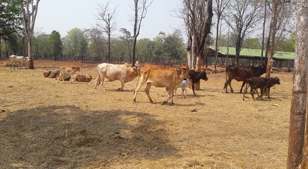 สัตว์ป่าวัดเสือ 