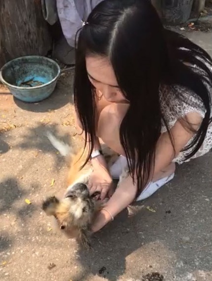 ช่วยสุนัขถูกรถชน