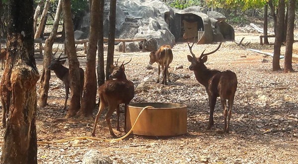 สัตว์ป่าวัดเสือ 