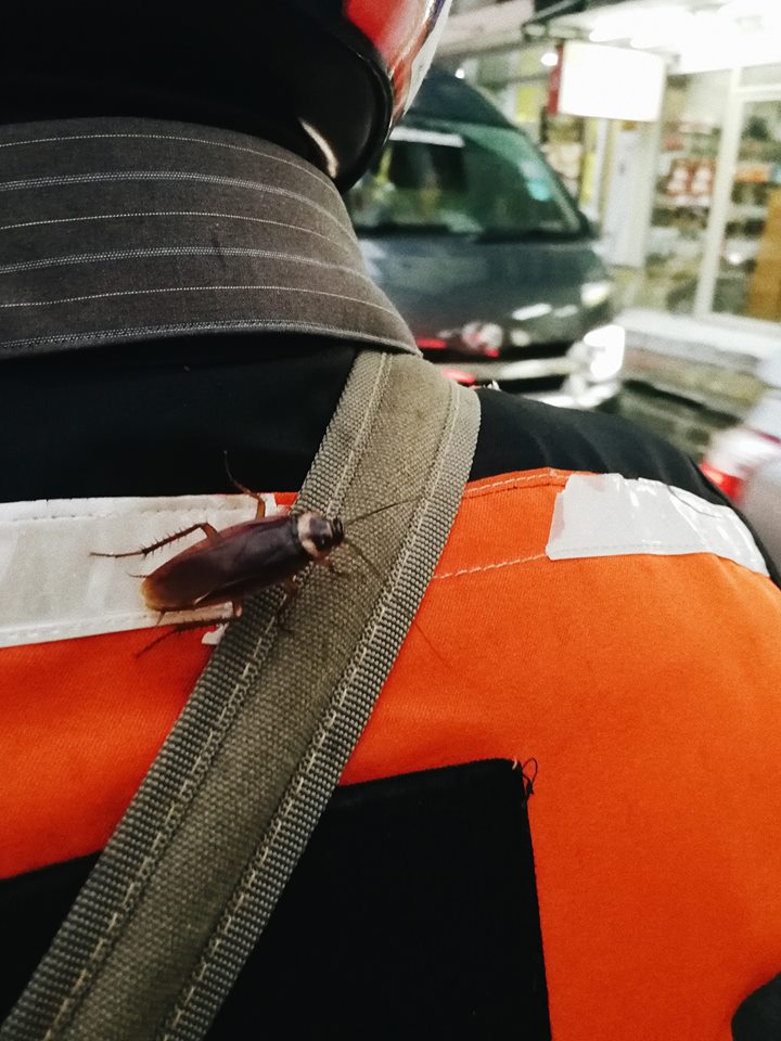 แมลงสาบเกาะหลังวินมอเตอร์ไซค์