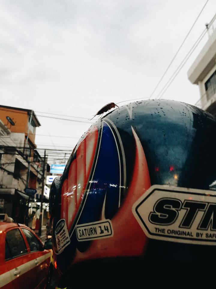 แมลงสาบเกาะหลังวินมอเตอร์ไซค์