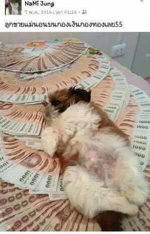 โจรอุ้มหมา