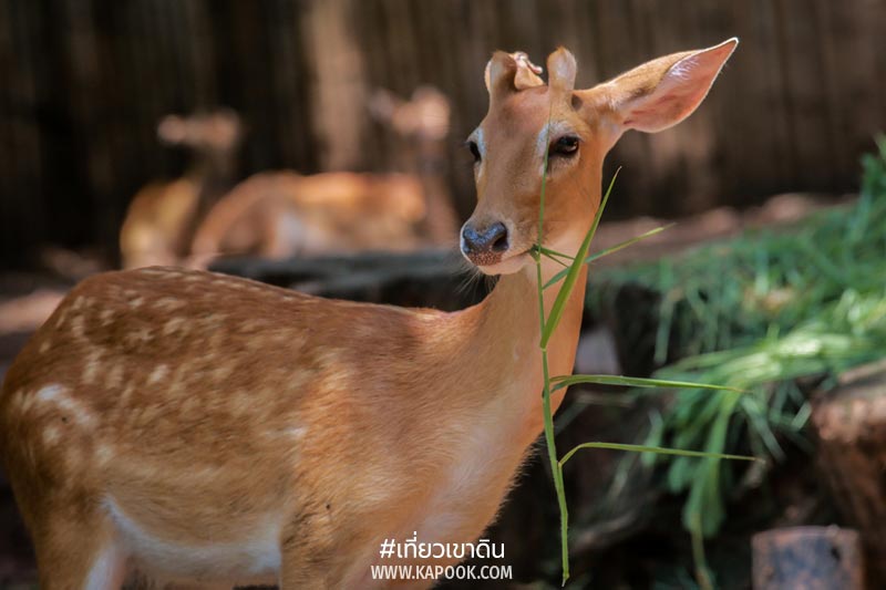 สวนสัตว์ดุสิต