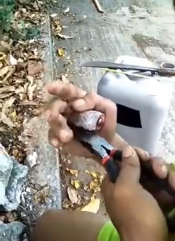 ตุ๊กแกกัดคน