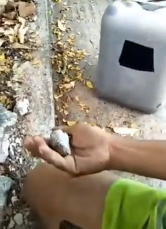 ตุ๊กแกกัดคน