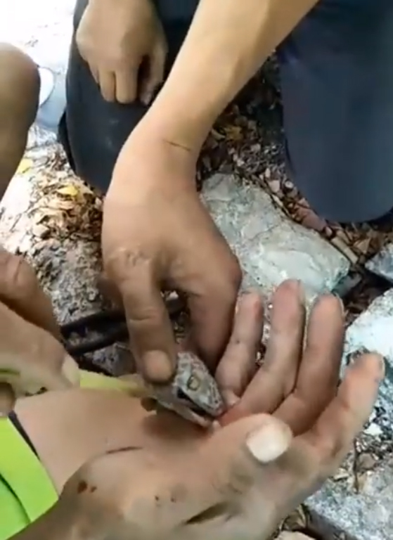 ตุ๊กแกกัดคน