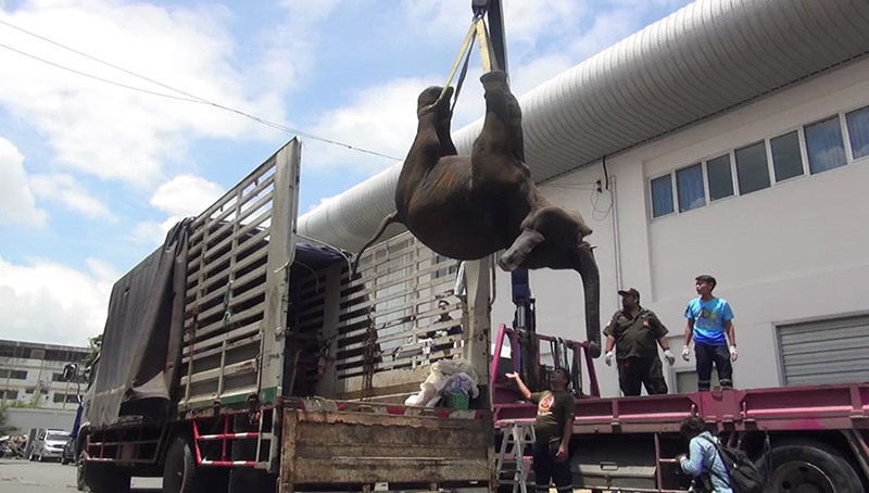 ช้างตกท่อ