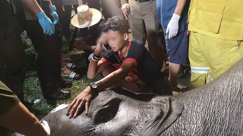 ช้างตกท่อ