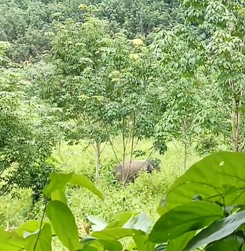 ช้างป่าเหยียบคนตาย