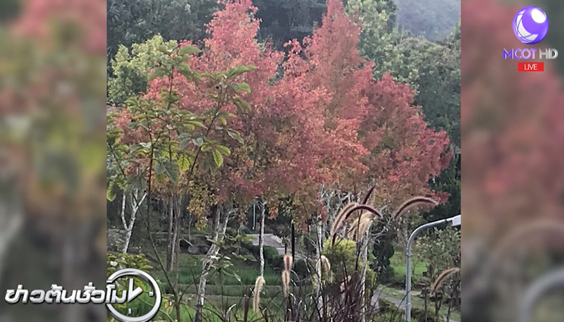 ฤดูหนาว 2561