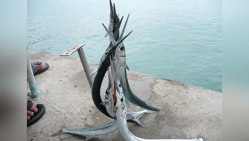 ปลาเต็กเล้ง